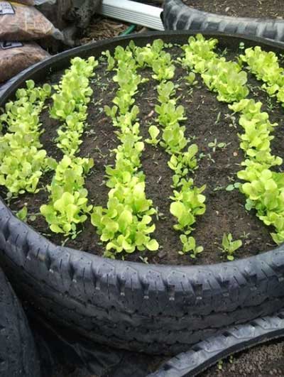 Used Tire Raised Bed