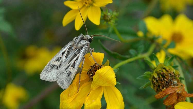 Feltia jaculifera, 'Dingy Cutworm', 'Bent-Line Dart'