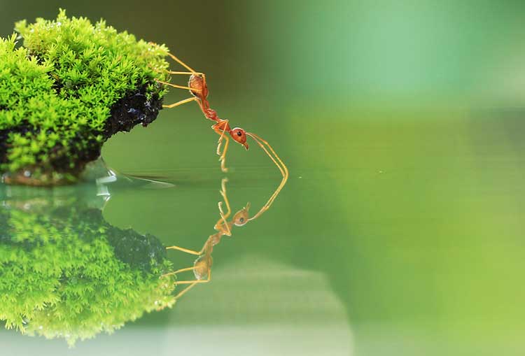Best Ant Killer