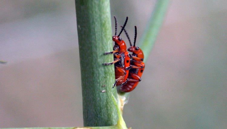 Asparagus Beetle Control