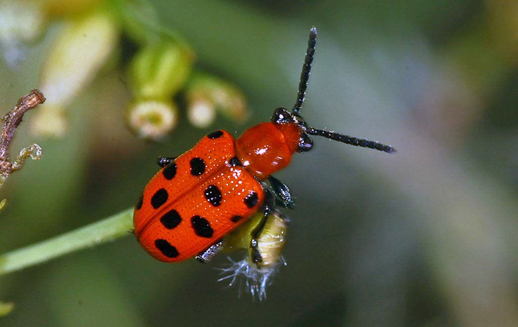 Spotted Asparagus Beetle