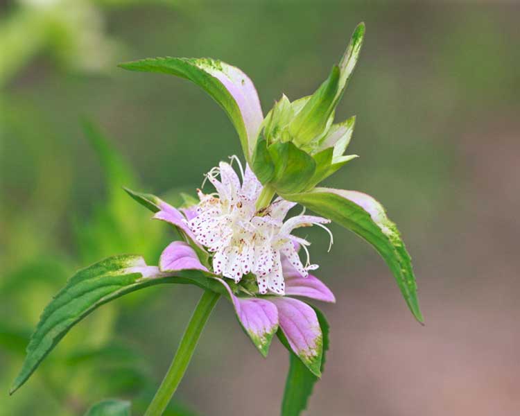 斑点的蜂蜡 (Monarda punctata)
