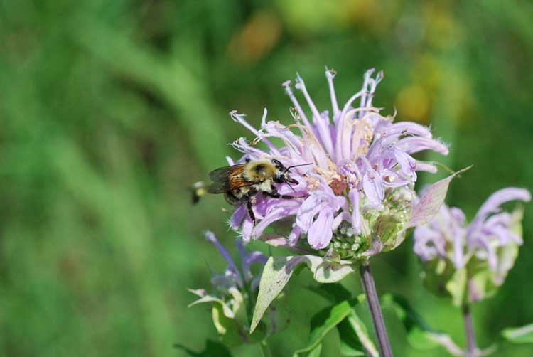 Wild 佛手柑 (Monarda fistulosa)