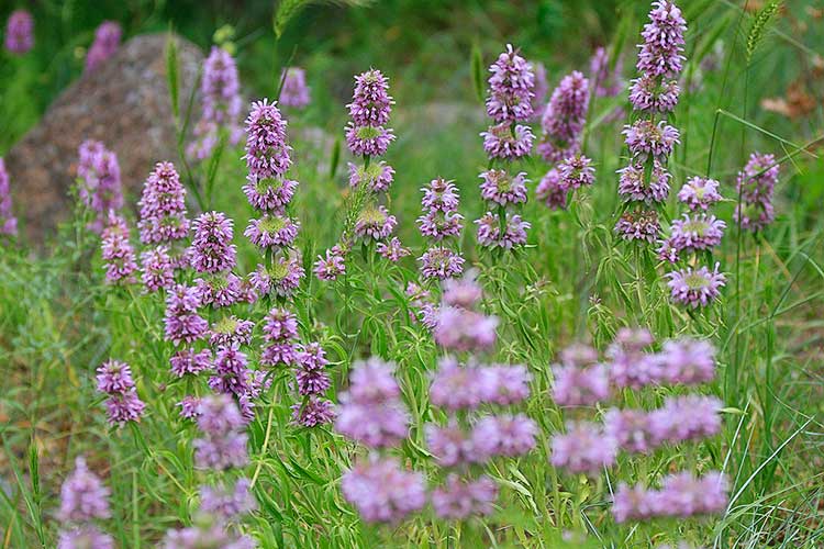 柠檬蜂蜡(Monarda citriodora)