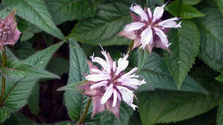 东方蜂脂 (Monarda bradburiana)
