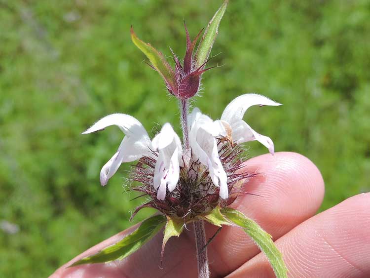 罗勒花油(Monarda clinopodioides)