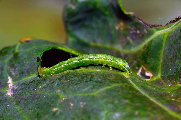 Spodoptera exigua, 'Beet Armyworm'