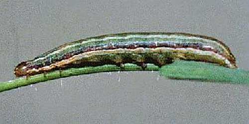 Spodoptera mauritia, ‘Lawn Armyworm’