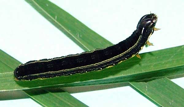 Spodoptera exempta, ‘African Armyworm’