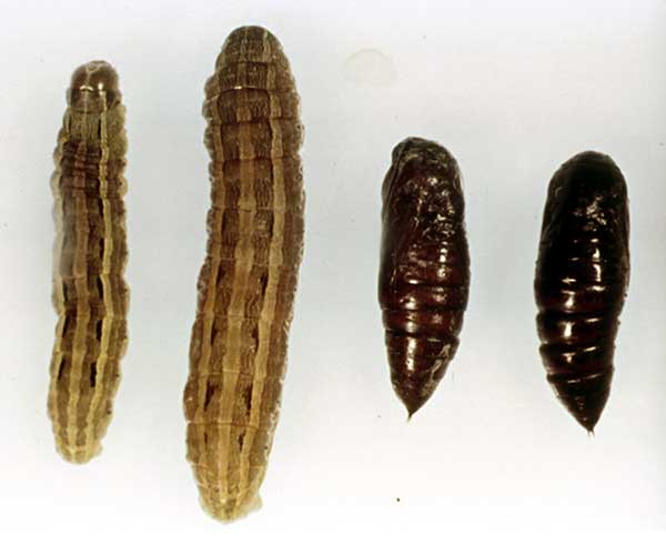 Mythimna separata, 'Northern Armyworm'