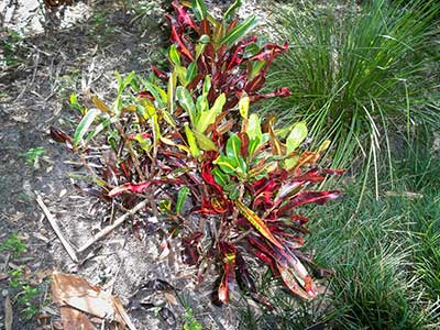 Codiaeum variegatum 'Mammy'