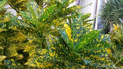 Codiaeum variegatum 'Gold Dust'