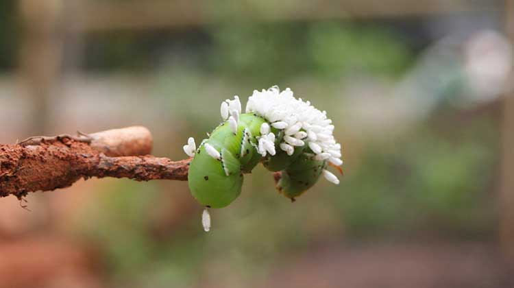 If you see a tomato hornworm that looks like this...leave it be! It's being attacked by a parasitic wasp, and will produce more wasps!