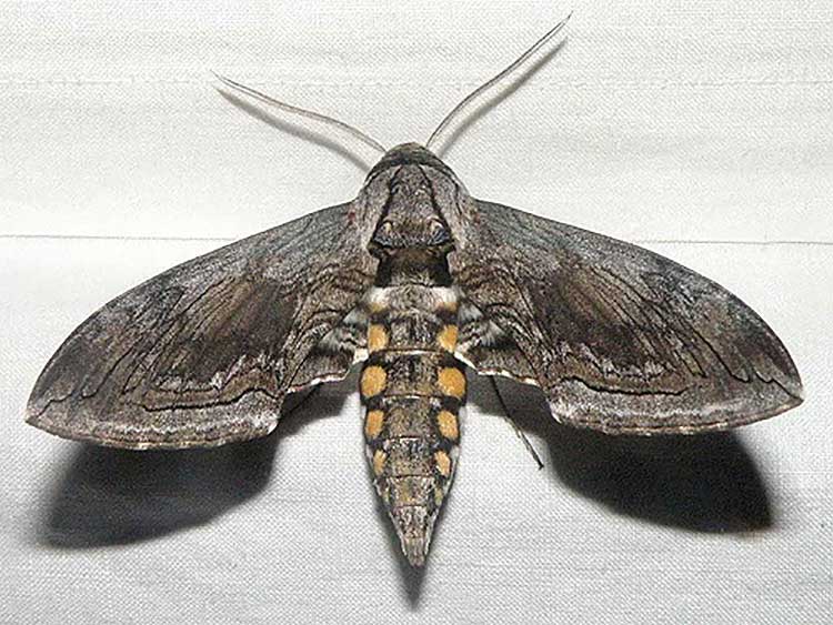 Manduca quinquemaculatus