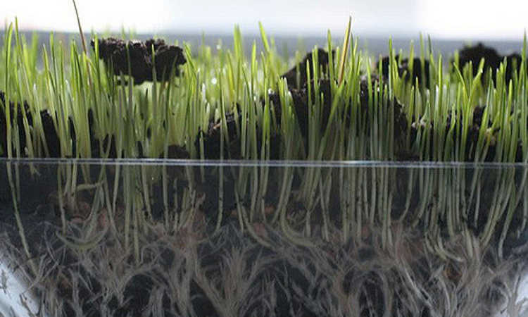小麦草根结构