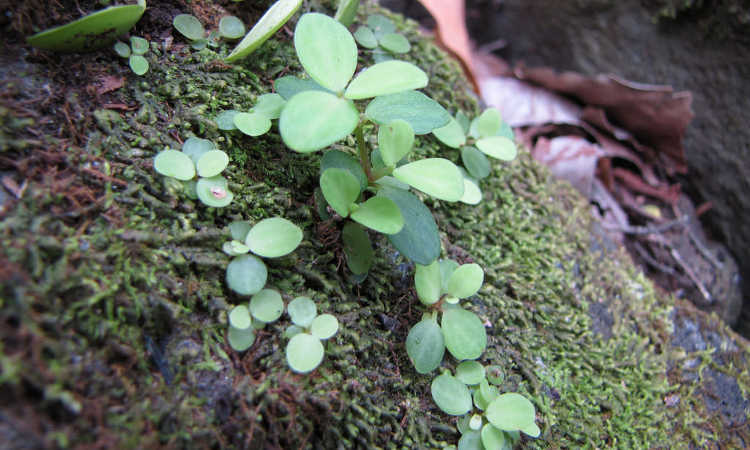 四叶Peperomia