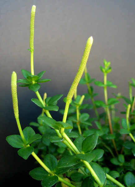 四叶Peperomia