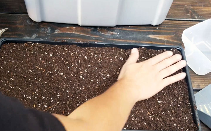 种植生菜微绿