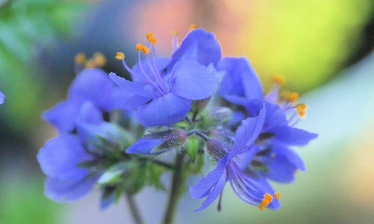 蓝色雅各布的梯子花
