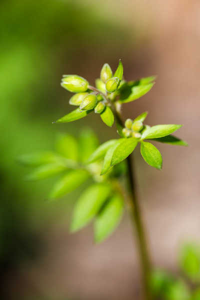 雅各布's ladder flower cluster unopened