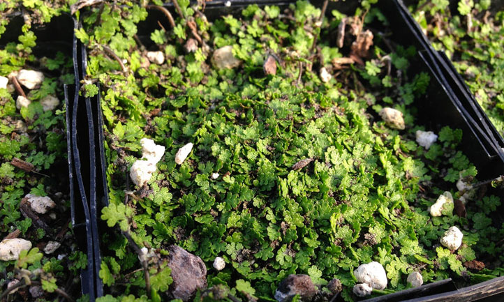 Leptinella Gruveri