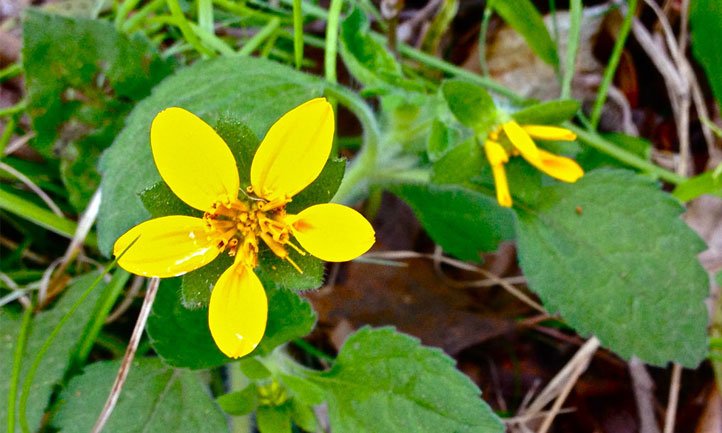 克莱斯ogonum 处女
