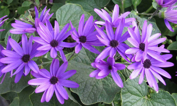 Pericallis x Hybrida'Senetti深蓝色'