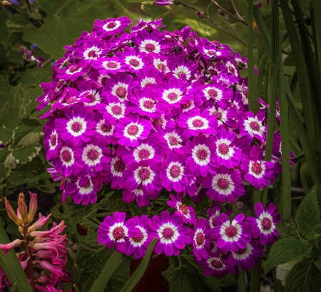 pericallis x Hybrida