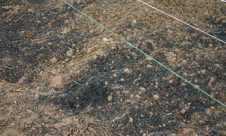 滚球盘炭 spread on soil