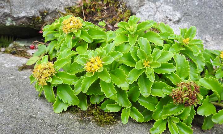 在庭院边界的橙色stonecrop