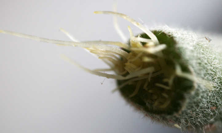 更多的根形成