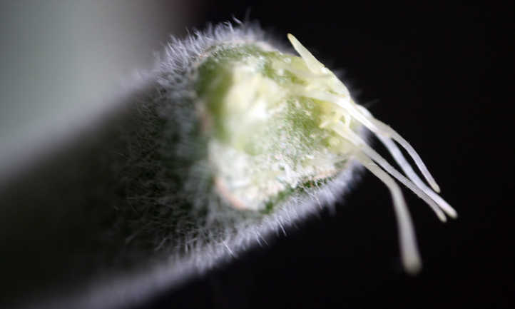 新形成的长寿根