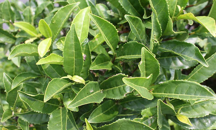 种植茶