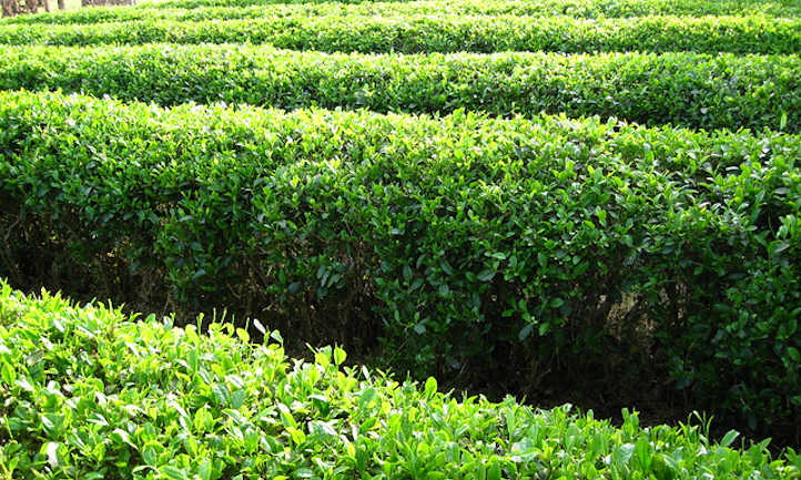 排茶树