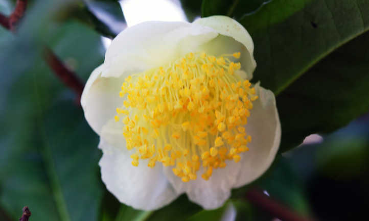 茶花