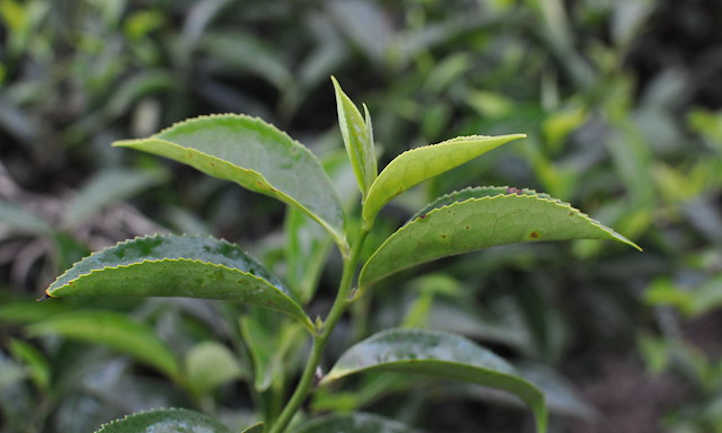 尖尖的叶子上有一些叶子斑点
