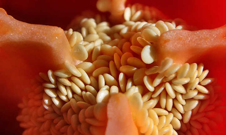 甜椒种子