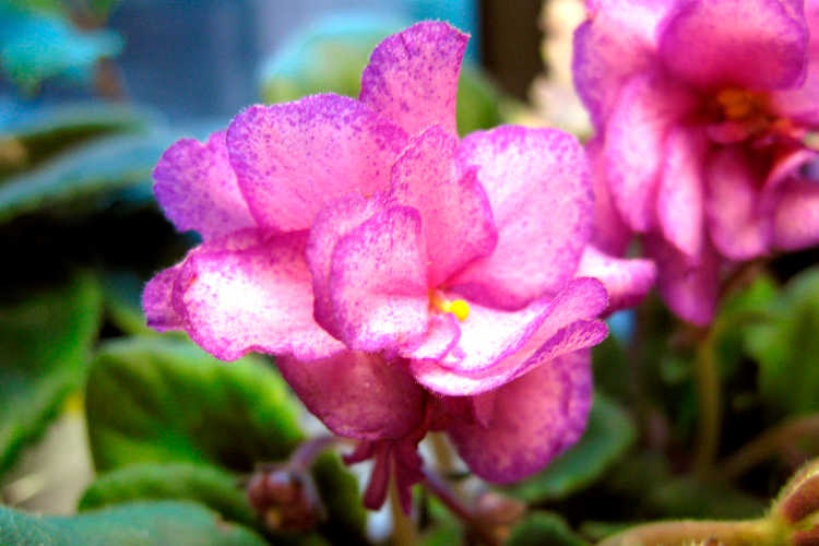 African violet, Laughing Anna