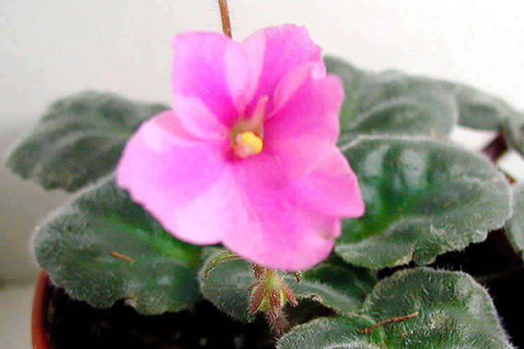 African violet, Natasja