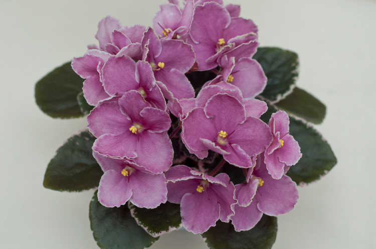 African violet, Ness Pixie Grin