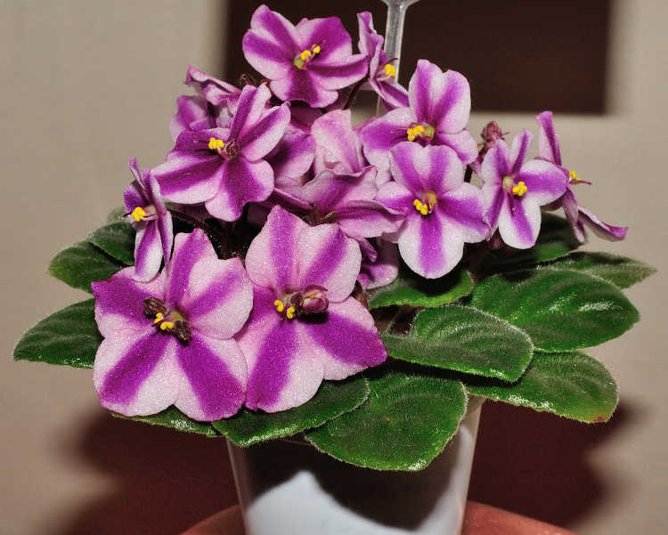 African violet, Ness Red Mini Soda