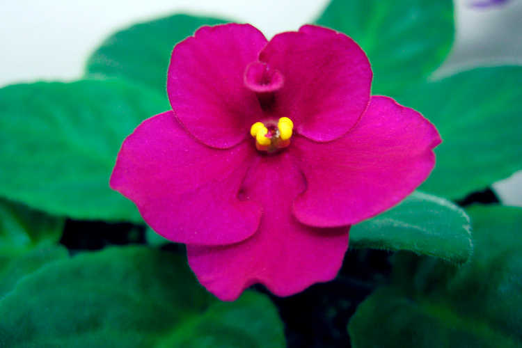 African violet, Haggen