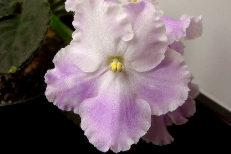 African violet, Opera's Paolo