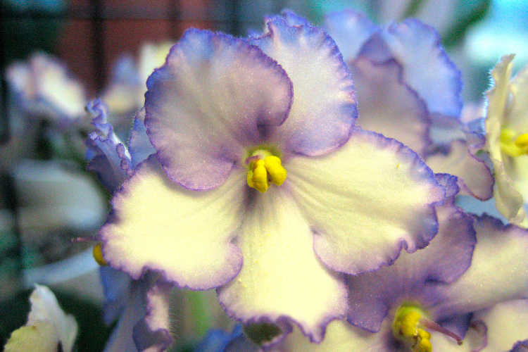 African violet, Optimara Alaska