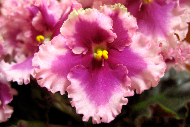 African violet, Optimara EverLove