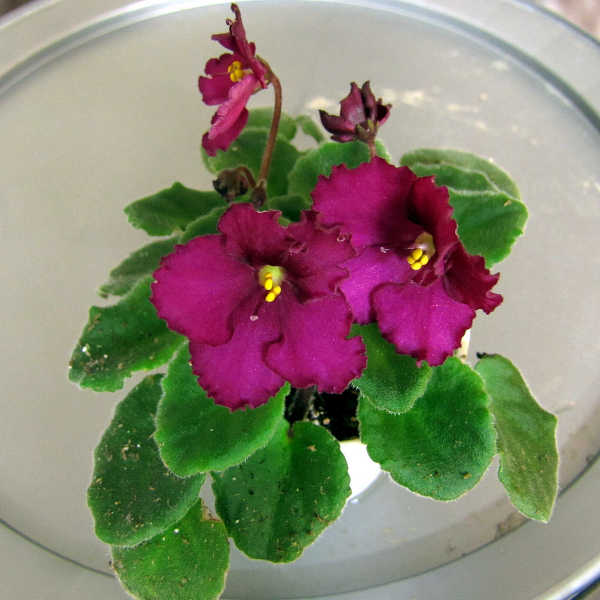 African violet, Optimara Little Maya