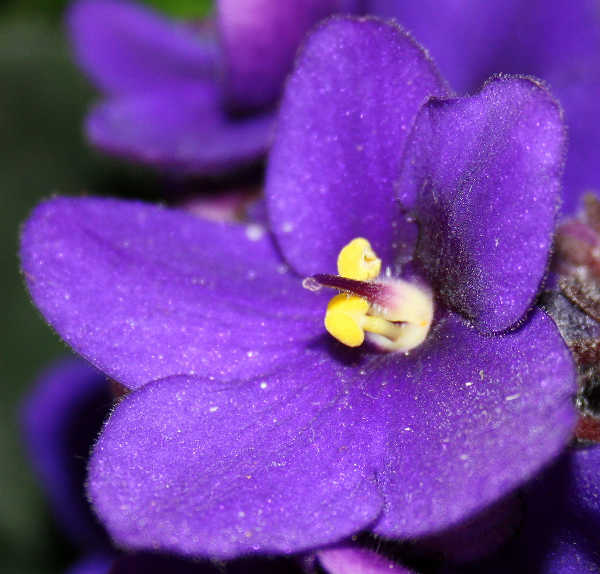 Saintpaulia ionantha