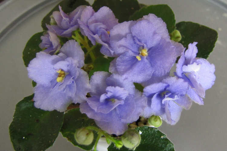 African violet, Super Boy