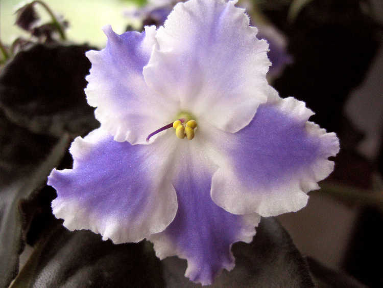 African violet, Taffeta Blue