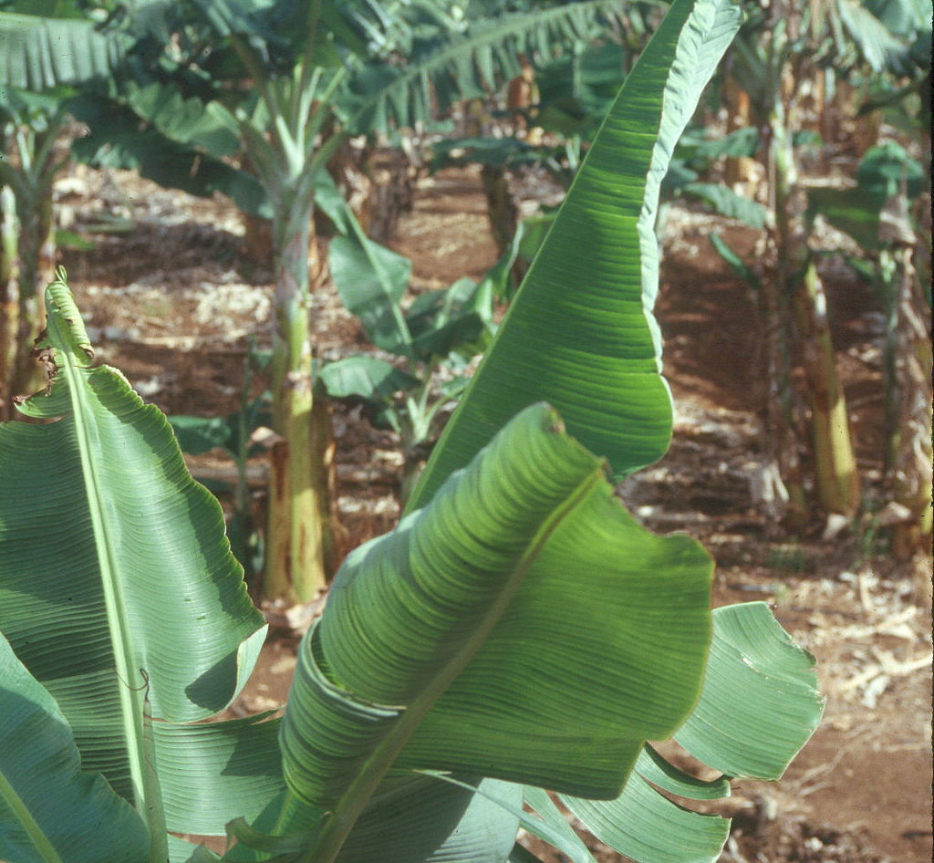 Banana Bunchy Top Disease causing leaf cupping